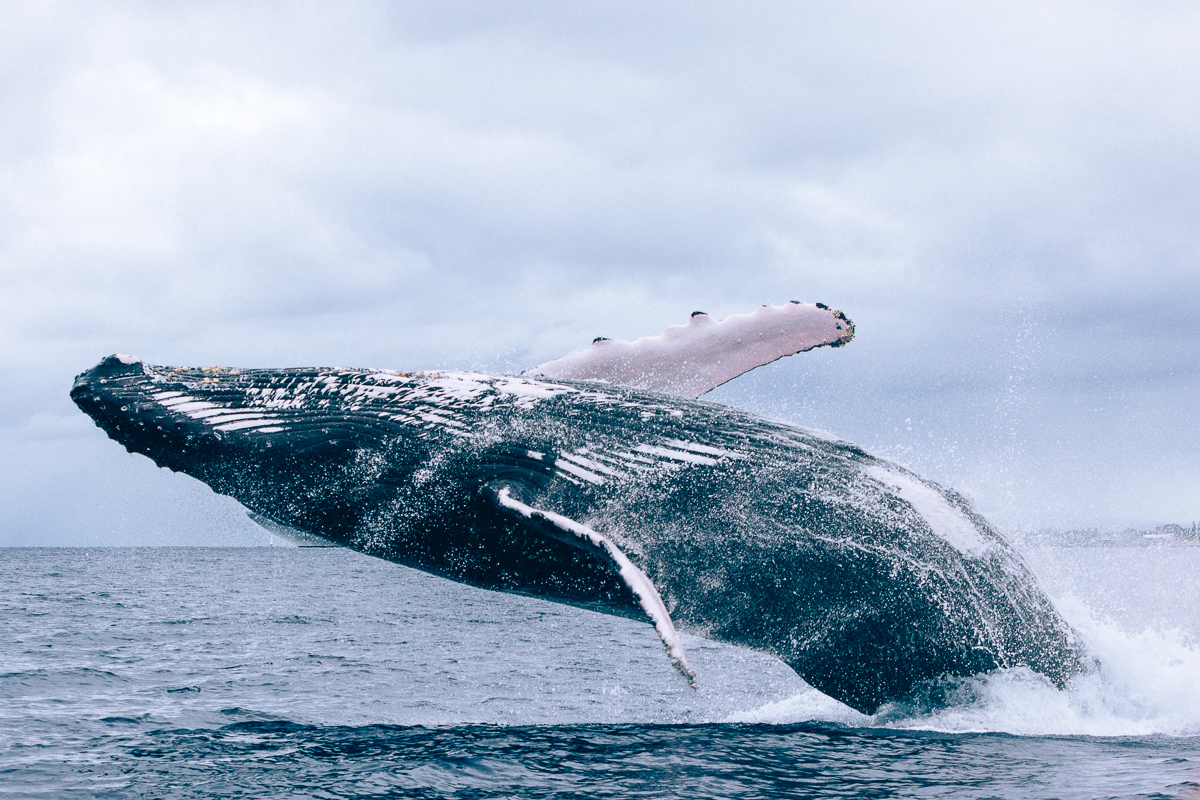 Humpback whale breaching